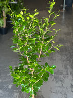 XL Ficus Moclame Lollipop