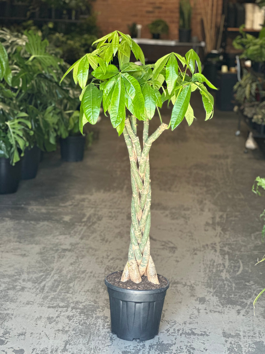 XL Money Tree