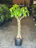 XL Money Tree