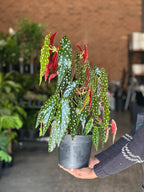 Medium Polka Dot Begonia