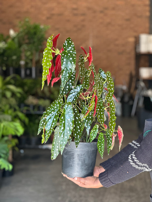 Medium Polka Dot Begonia