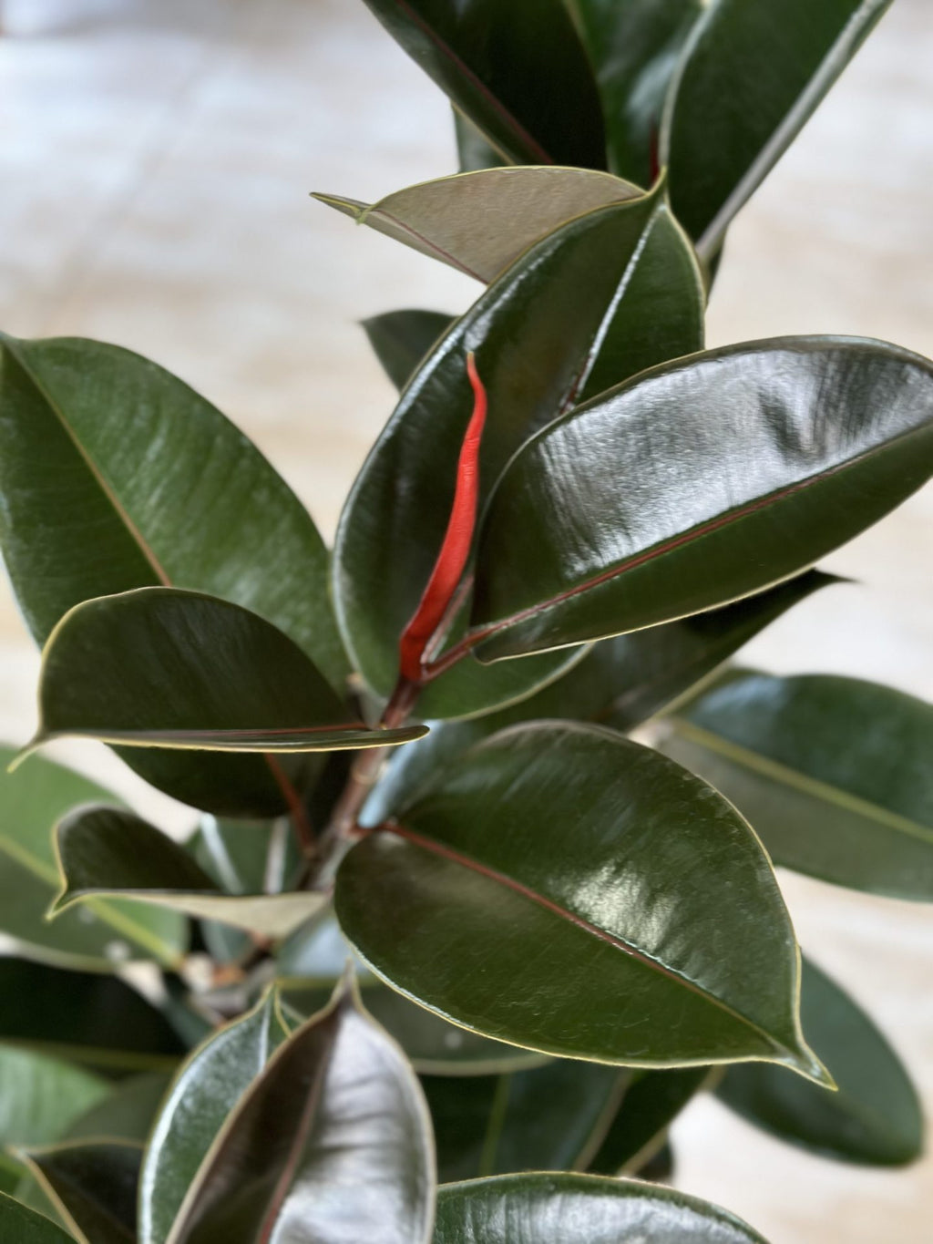 XL Rubber Plant Abidjan