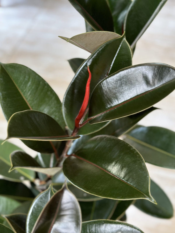 XL Rubber Plant Abidjan