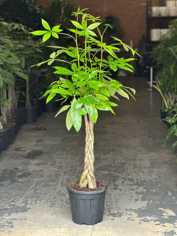 XL Money Tree