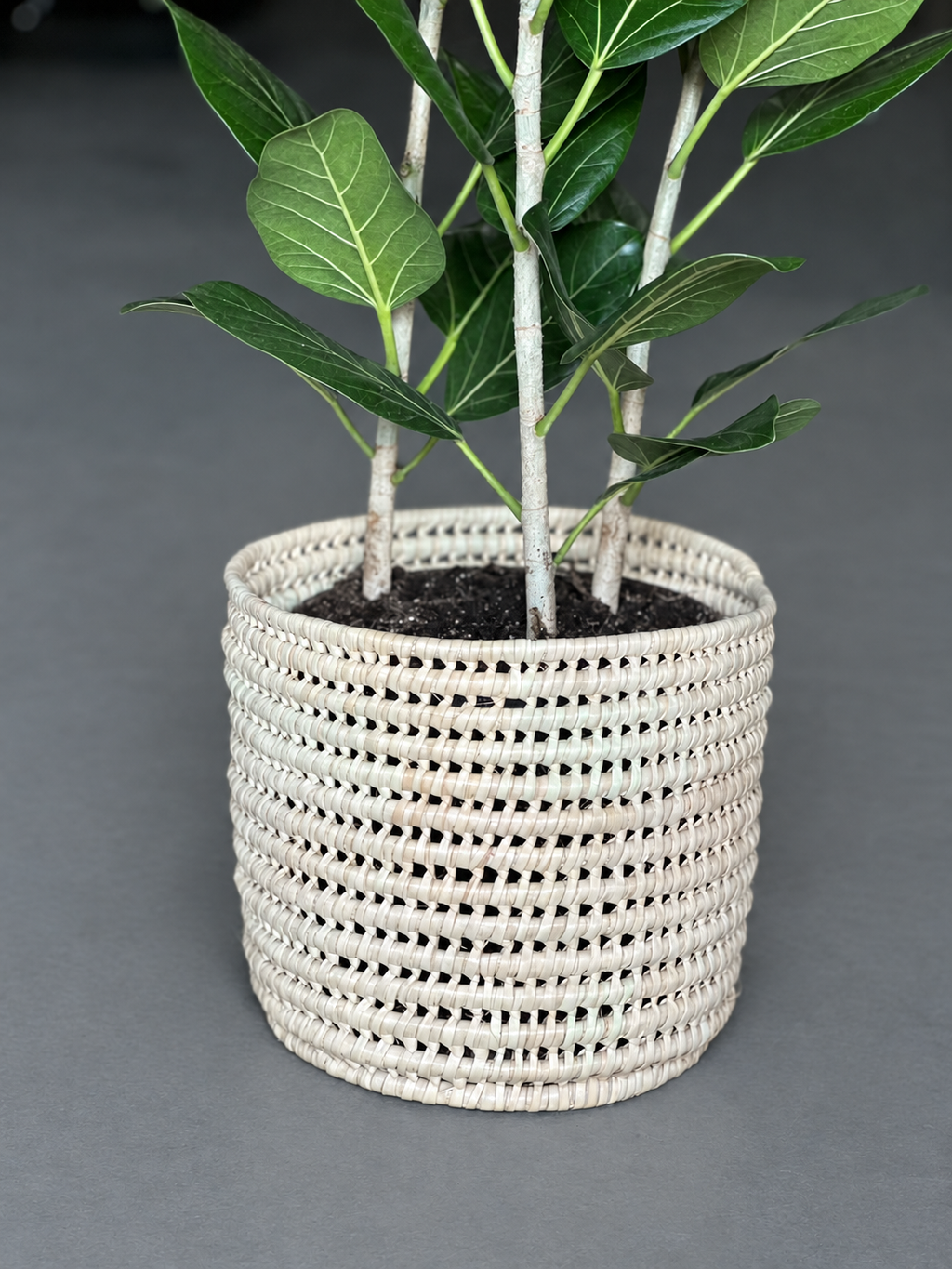 Large Ficus Audrey With A Basket