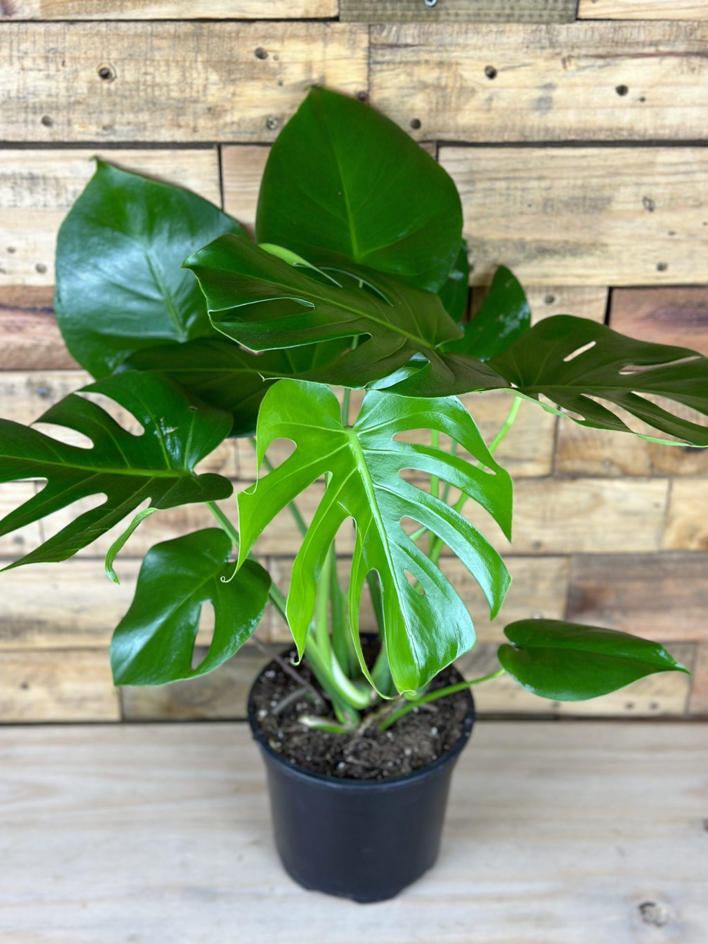 Medium Monstera Deliciosa