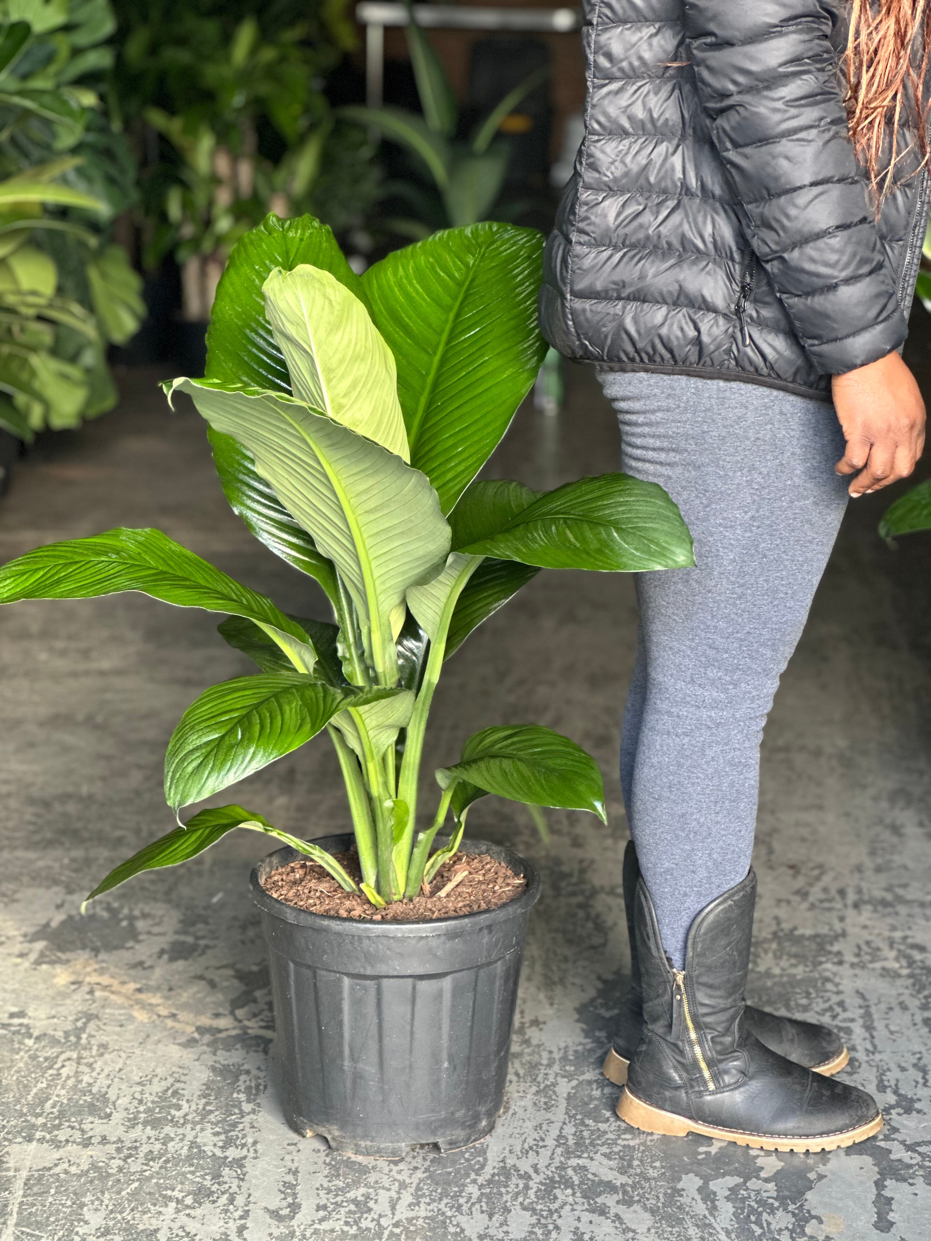 Soara Lily です。 Aztec Lily - Sprekelia