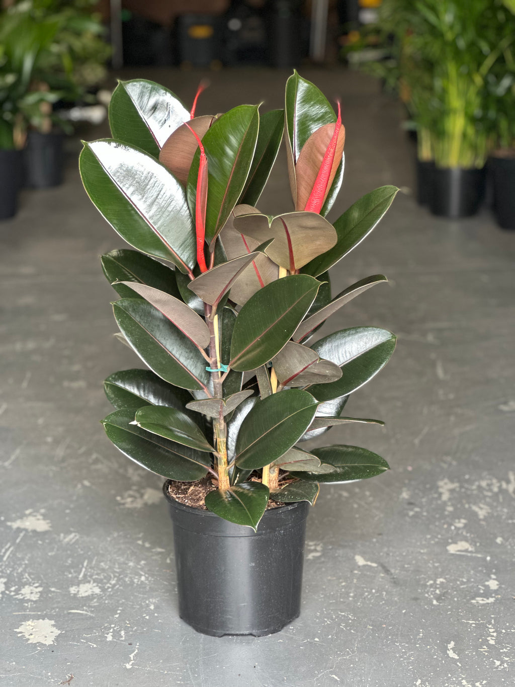 Large Rubber Plant Abidjan