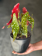 Small Polka Dot Begonia With Decorative Pot