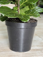 XL Fiddle Leaf Fig