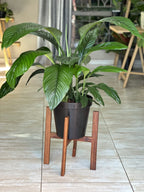 Large Plant Stand- Kiaat