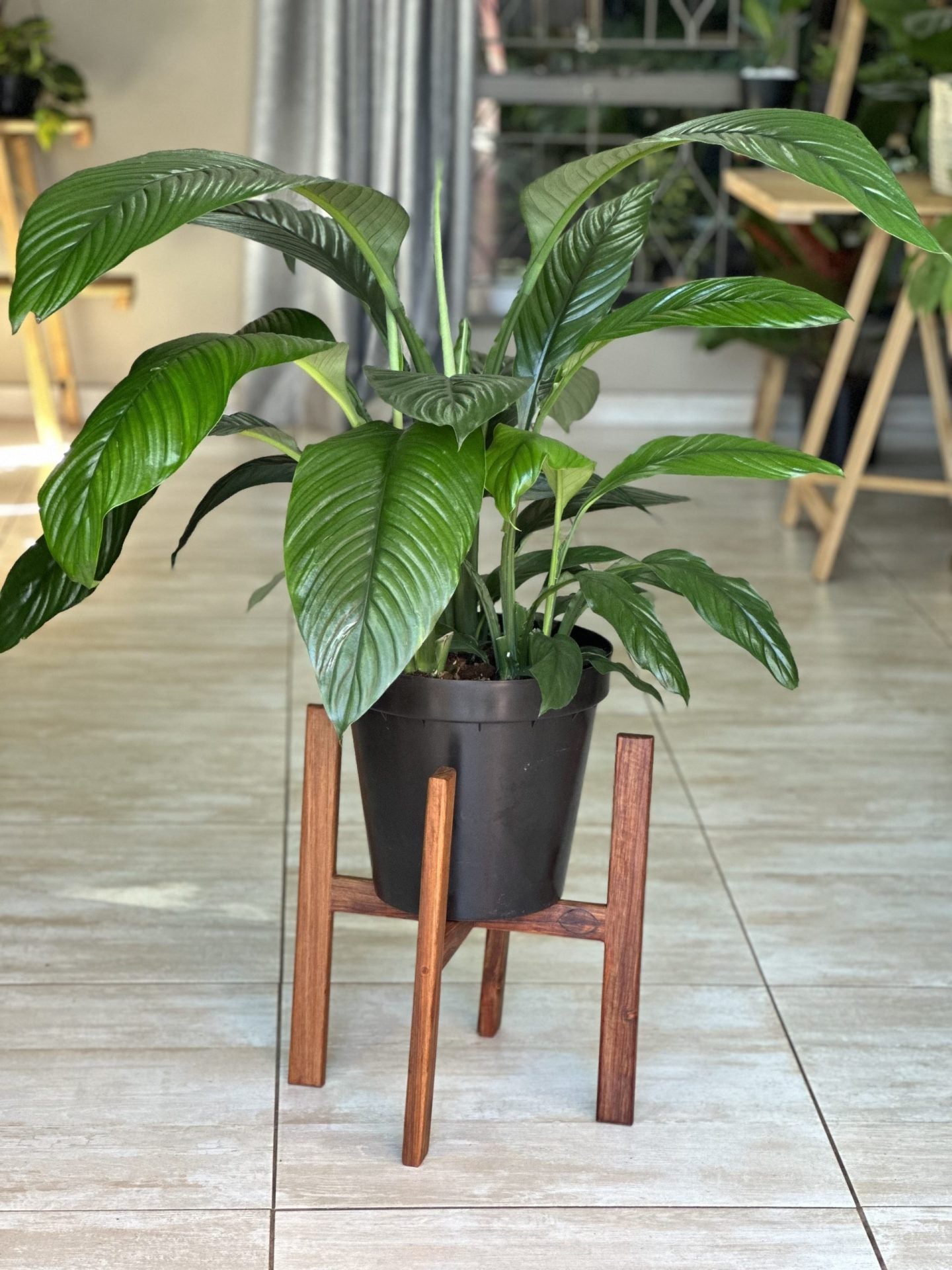 Large Plant Stand- Kiaat