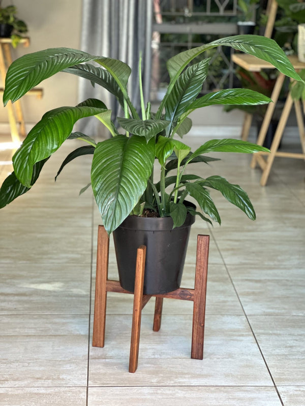 Large Plant Stand- Kiaat