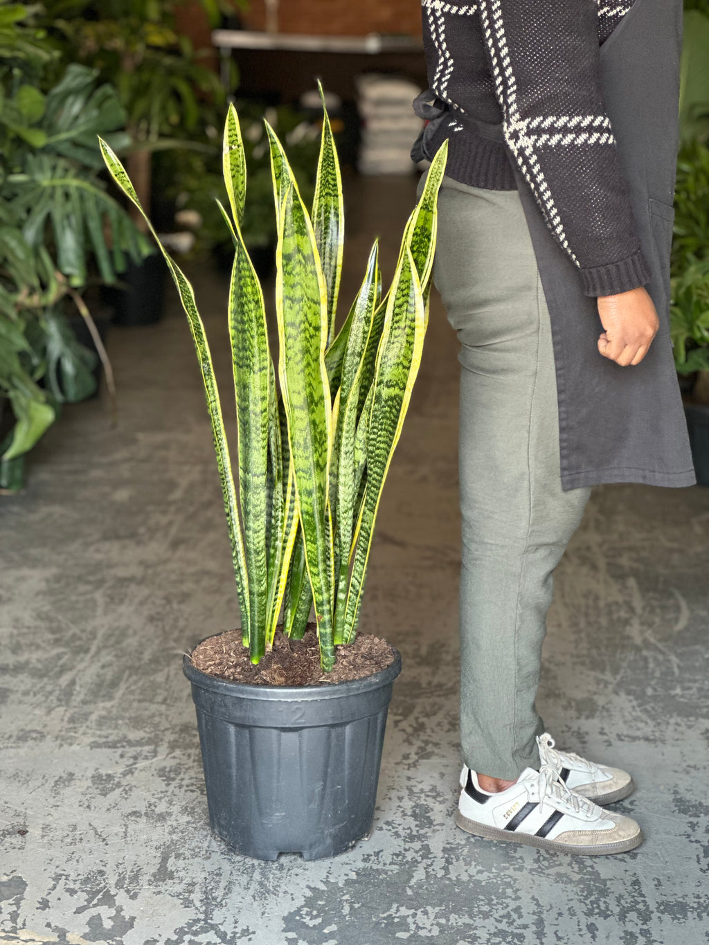 XL Snake Plant Laurentii