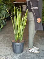 XL Snake Plant Laurentii