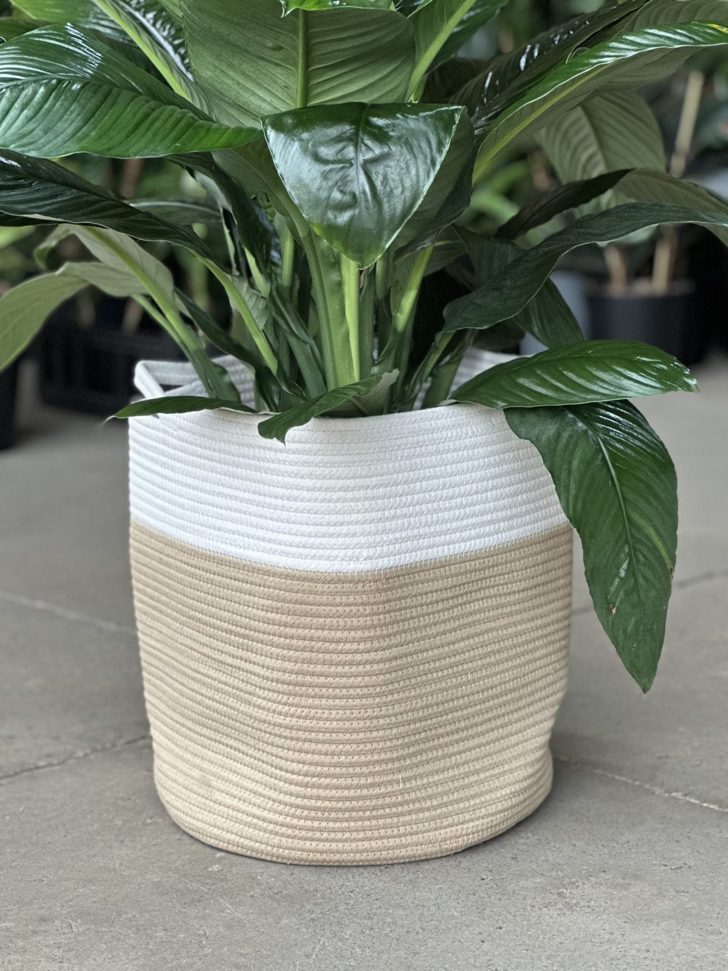 XL Natural Cotton Rope Basket - HH