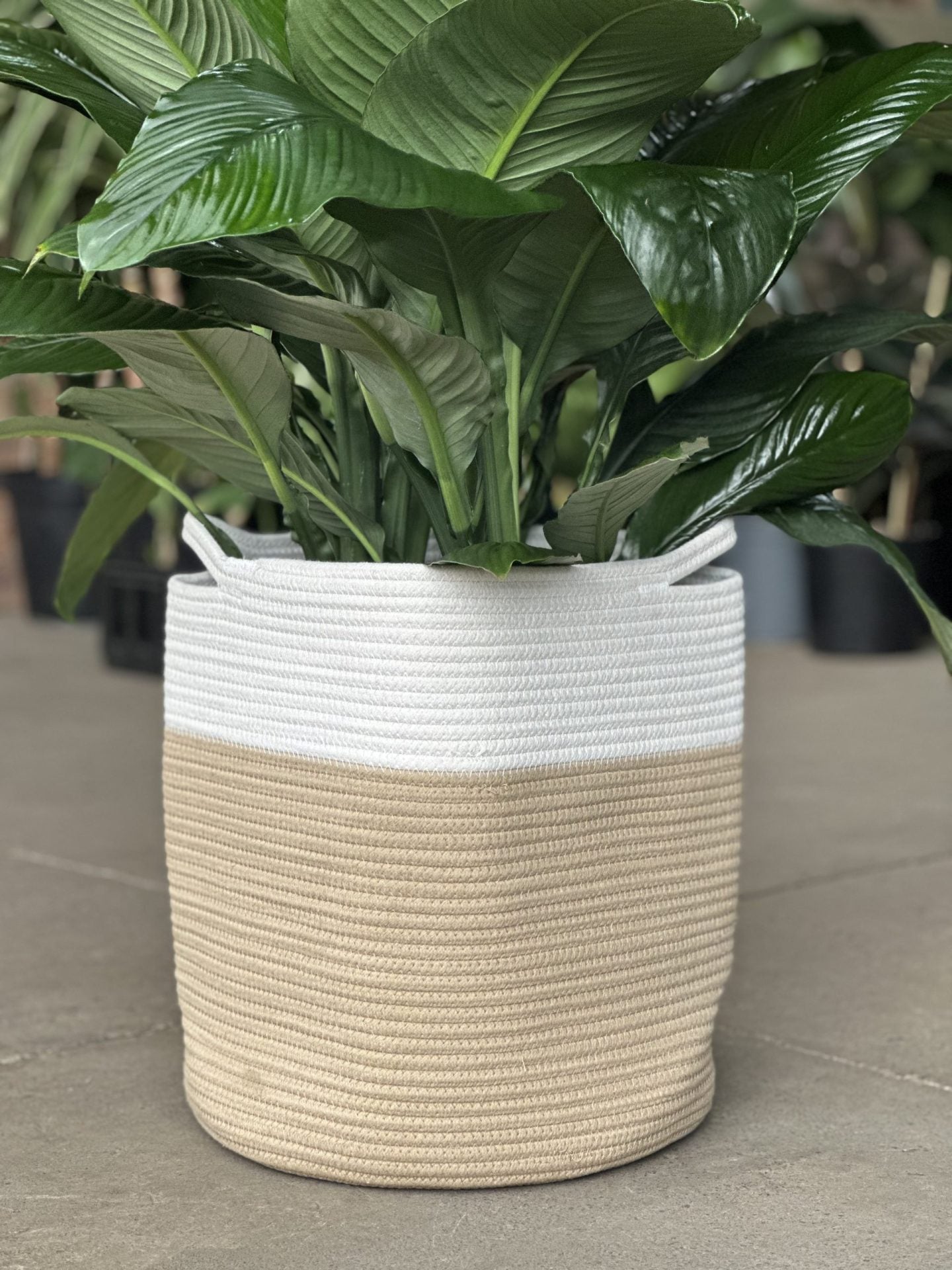 XL Natural Cotton Rope Basket - HH