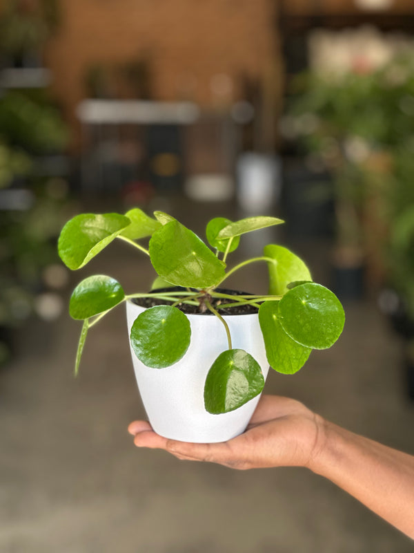 XS Chinese Money Plant With Decorative Pot