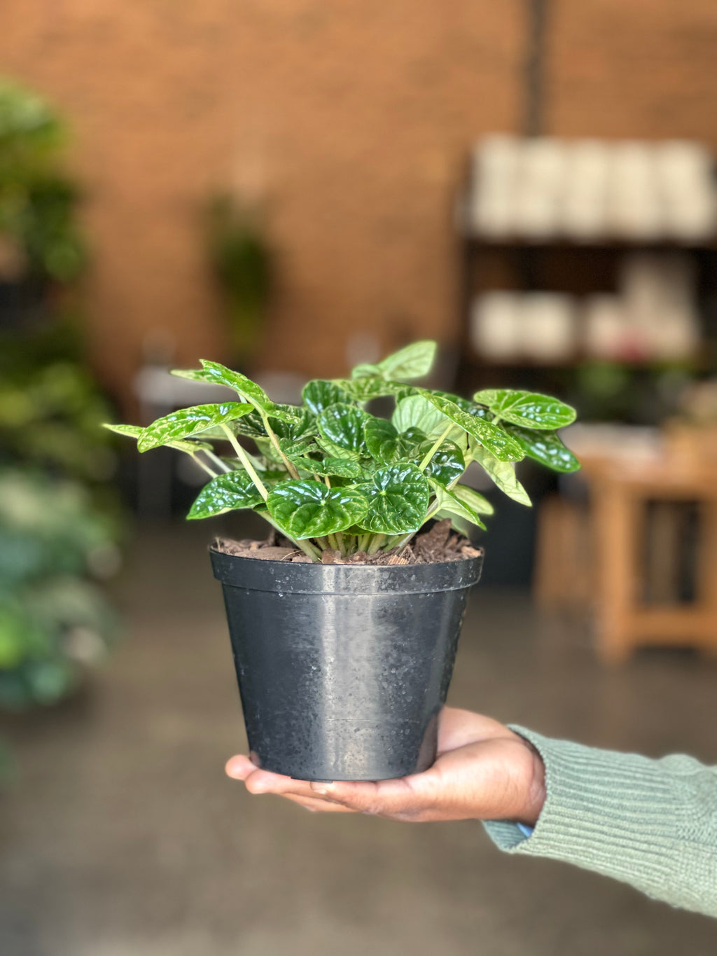 Small Green Ripple Peperomia