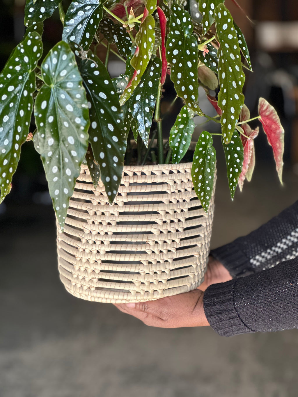 Medium Polka Dot Begonia With Basket