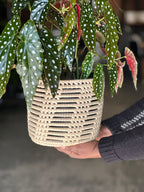 Medium Polka Dot Begonia With Basket