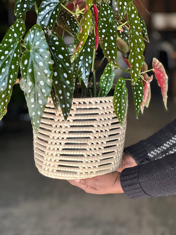 Medium Polka Dot Begonia With Basket