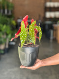 Small Polka Dot Begonia With Decorative Pot