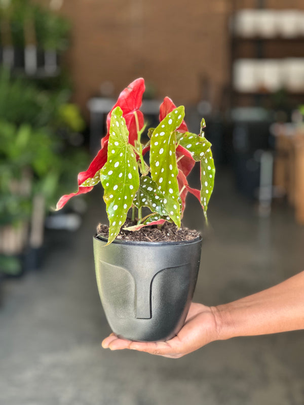 Small Polka Dot Begonia With Decorative Pot