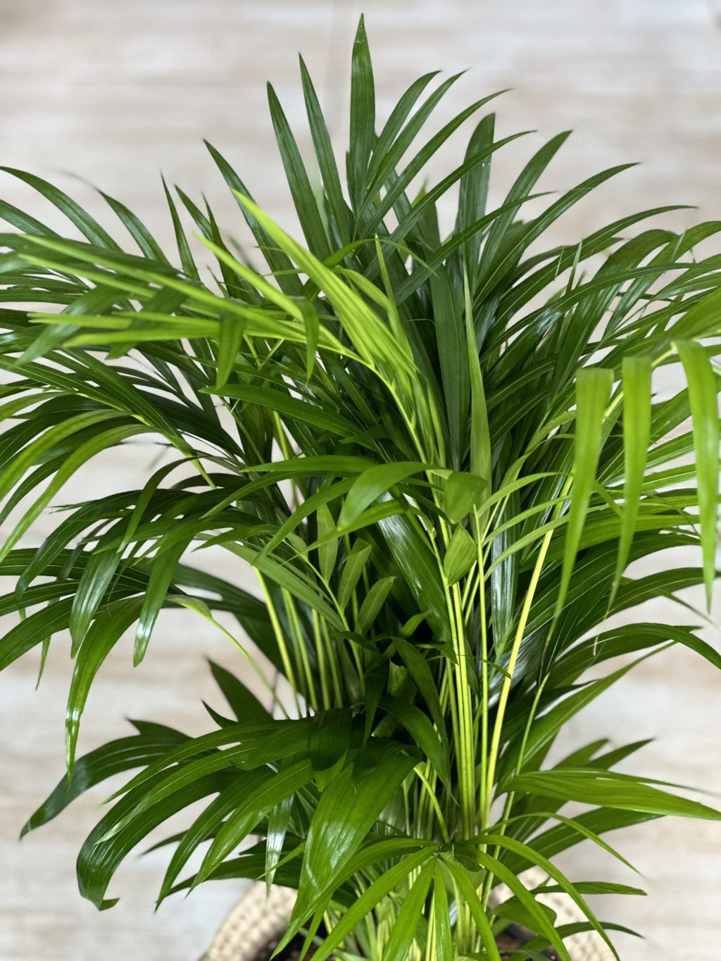 Large Bamboo Palm With Basket