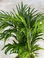Large Bamboo Palm With Basket