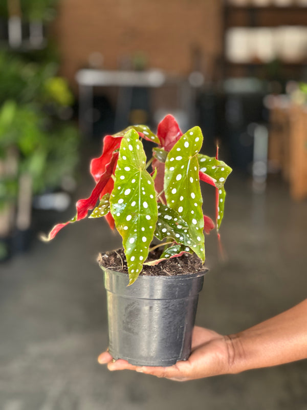 Small Polka Dot Begonia