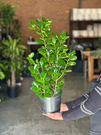 Medium Ficus Moclame