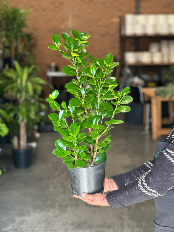 Medium Ficus Moclame
