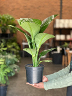 Medium Peace Lily Sensation