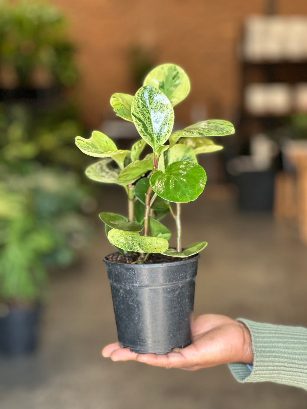 XS Peperomia USA