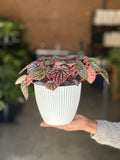 Small Red Ripple Peperomia With Decorative Pot
