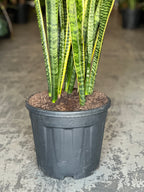 XL Snake Plant Laurentii
