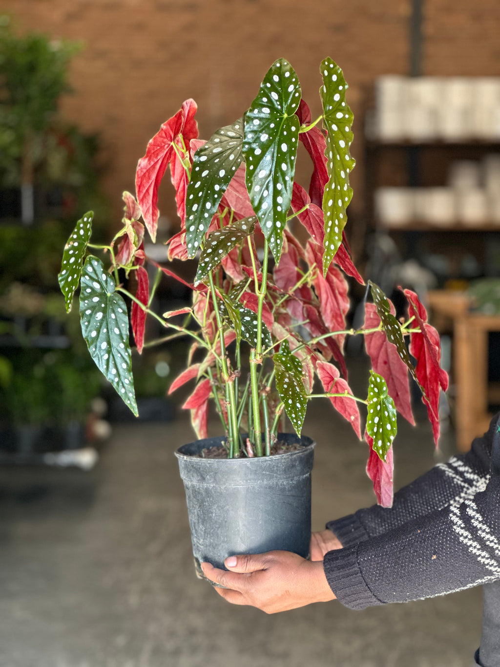 Medium Polka Dot Begonia