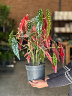 Medium Polka Dot Begonia