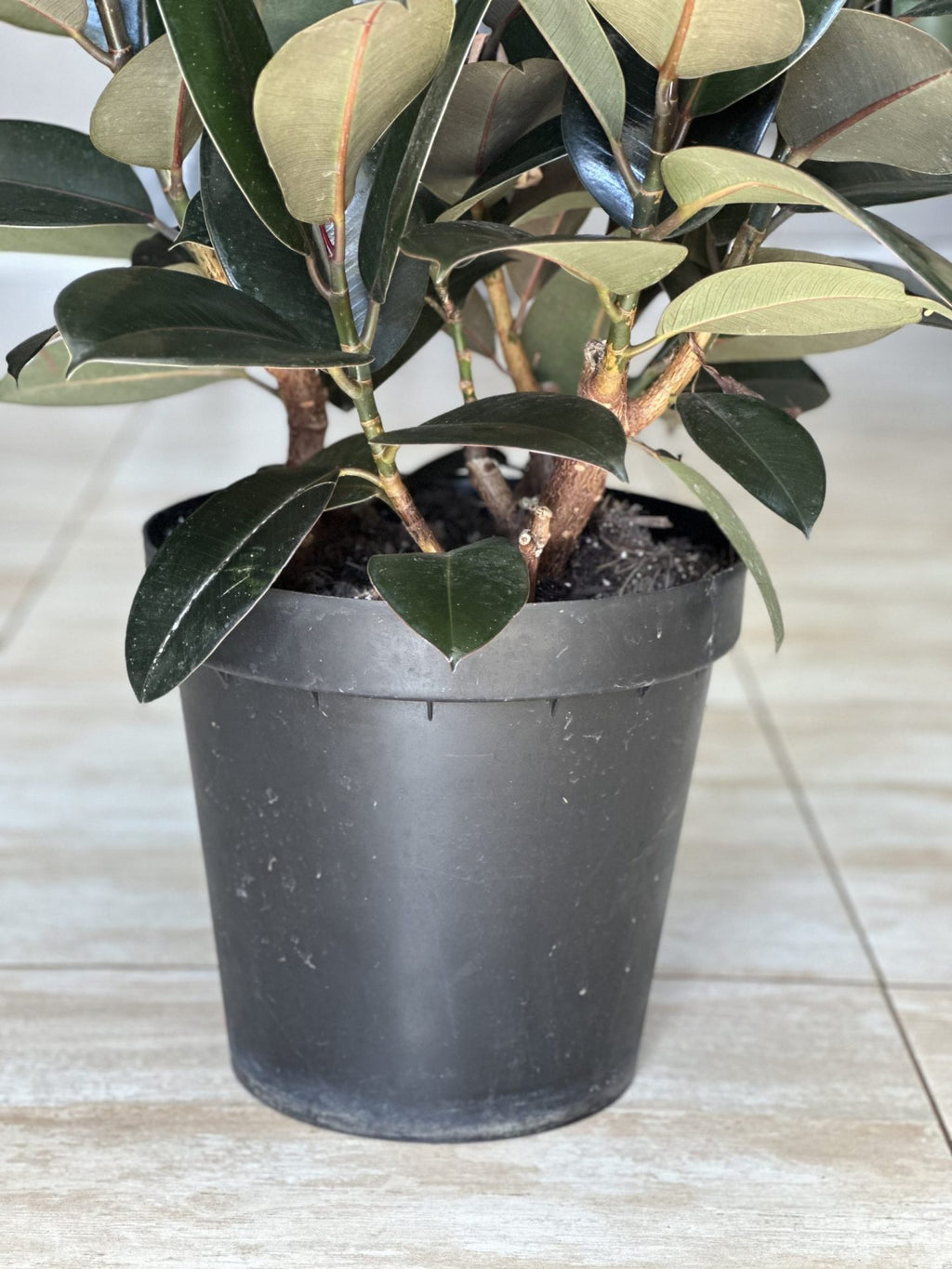 XL Rubber Plant Abidjan