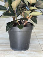 XL Rubber Plant Abidjan