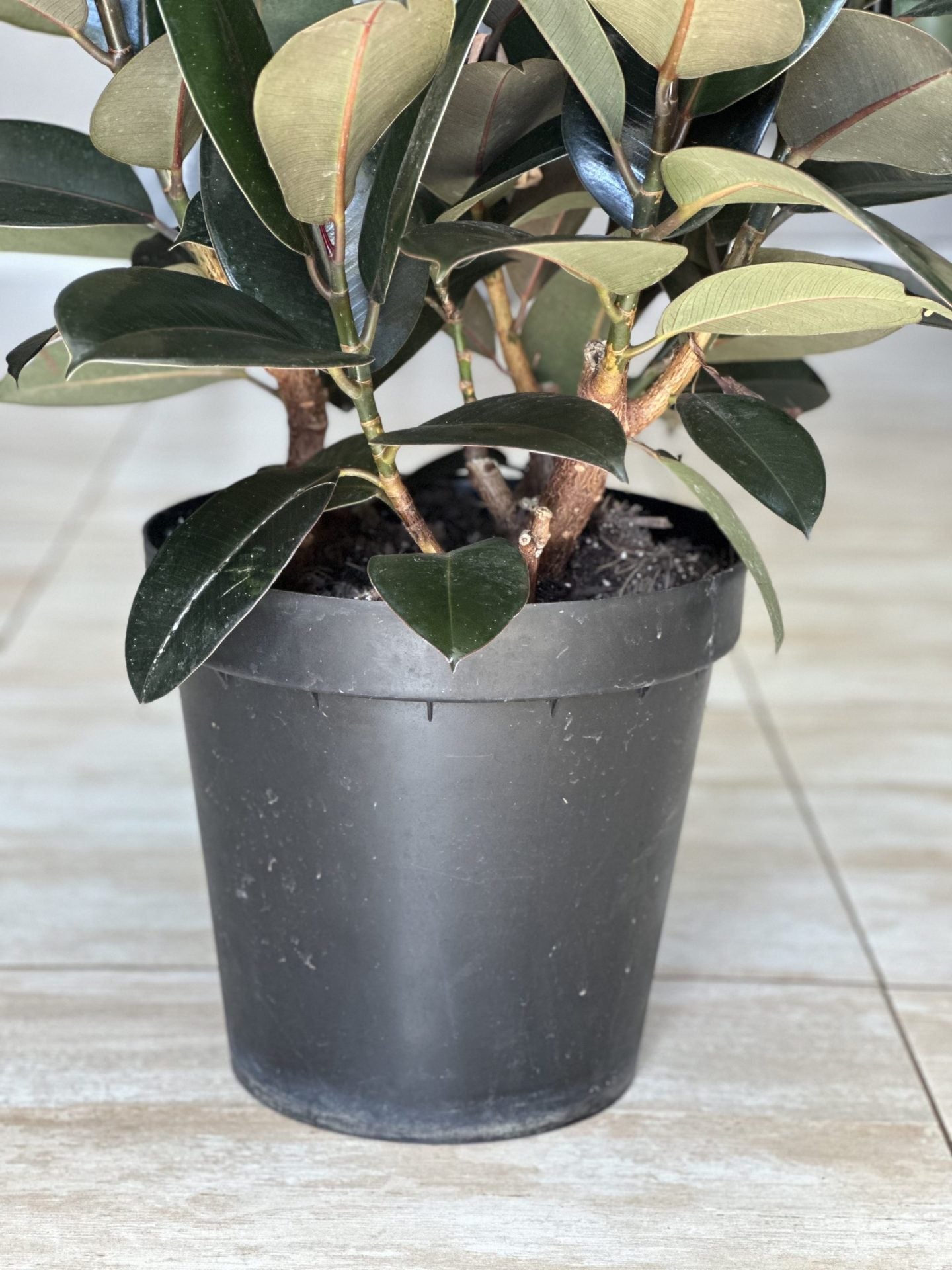 XL Rubber Plant Abidjan