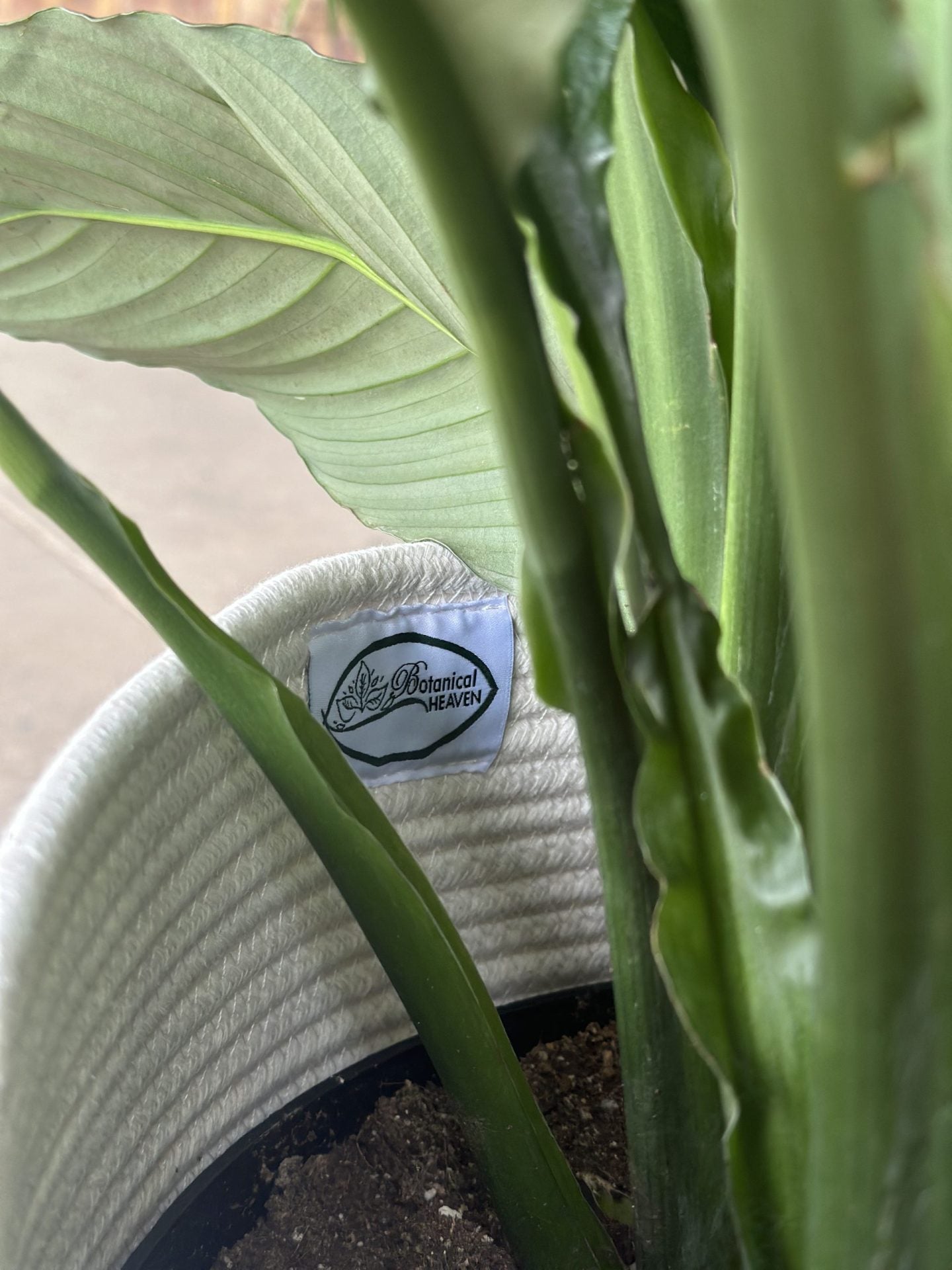 XL Natural Cotton Rope Basket - HH