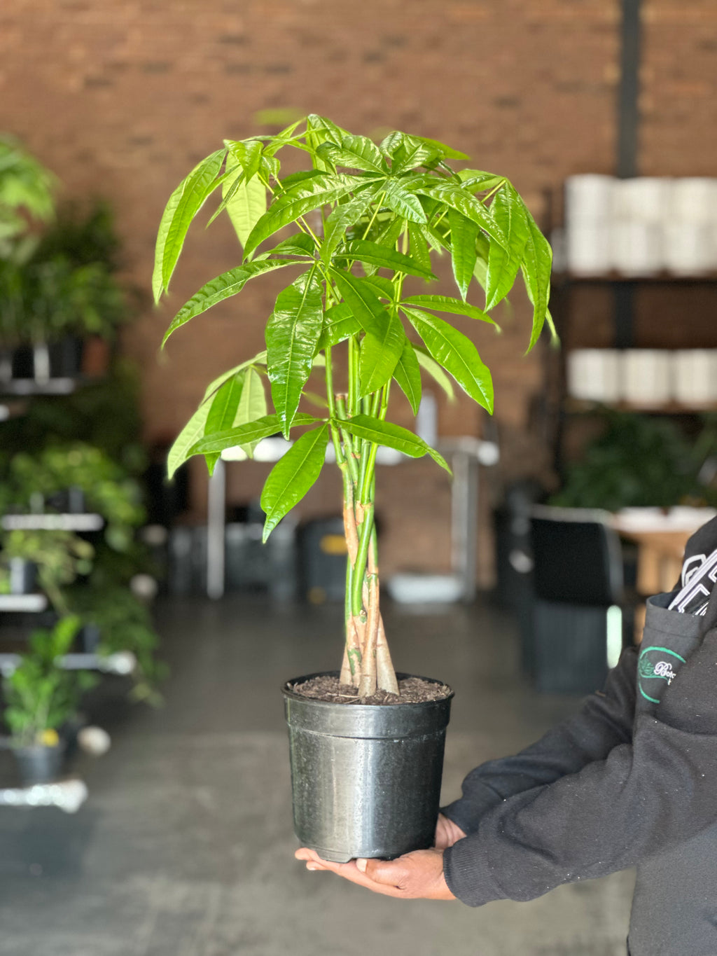Medium Money Tree