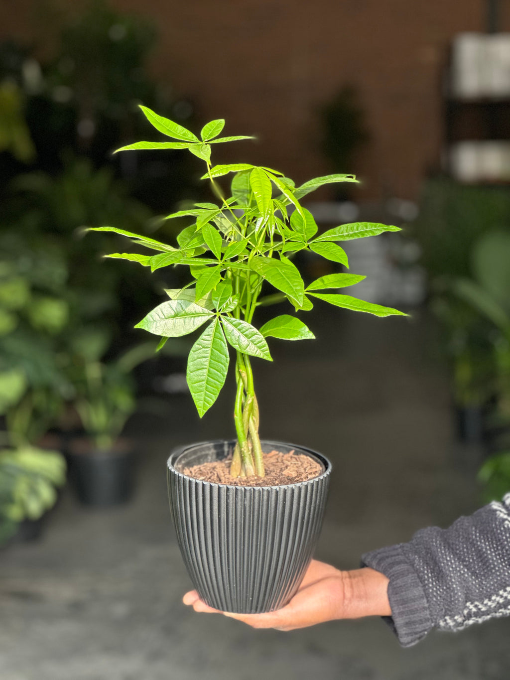 Small Money Tree With Decorative Pot