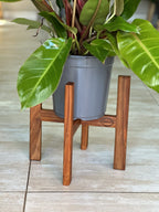 Medium Plant Stand- Kiaat