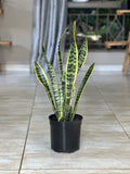 Variegated Snake Plant (M)