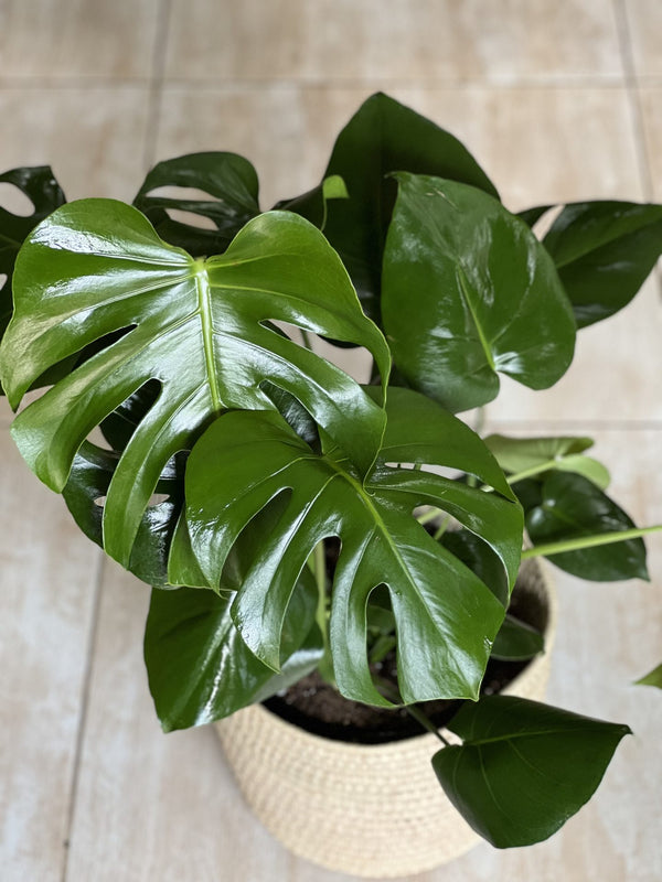 Large Monstera Deliciosa With Basket