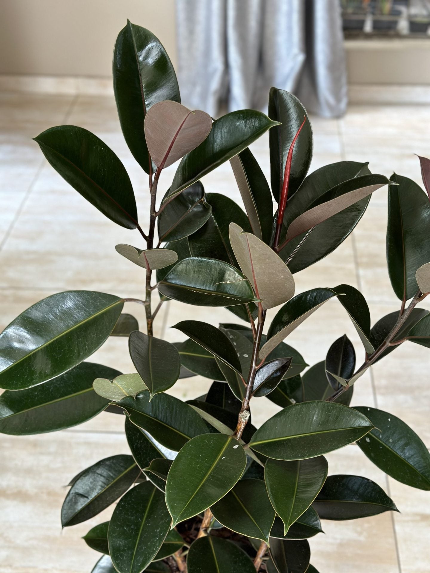 XL Rubber Plant Abidjan