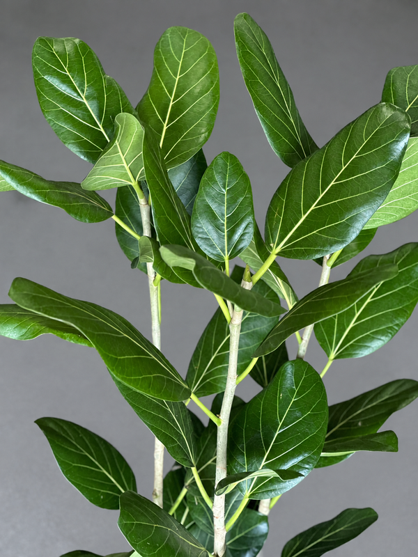 Large Ficus Audrey